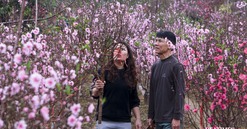 Ngắm vườn đào Nhật Tân – Phú Thượng rực rỡ khoe sắc ngày giáp Tết