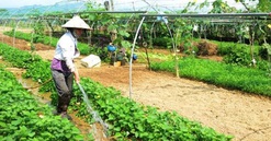 Đà Nẵng: Phát triển du lịch nông thôn gắn với xây dựng nông thôn mới