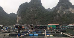 Quảng Ninh: TP. Cẩm Phả quy hoạch hơn 1.400ha thu hút đầu tư nuôi trồng thuỷ sản