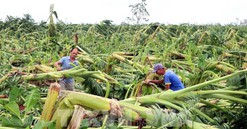 Điều kiện để doanh nghiệp bị ảnh hưởng bão Yagi được giảm lãi suất vay vốn