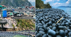 Thủ tướng yêu cầu tập trung triển khai các biện pháp nhanh chóng phục hồi sản xuất nông nghiệp sau bão số 3 và mưa lũ