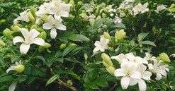 Cây nguyệt quế hợp mệnh gì? Cách trồng và chăm sóc để rước tài lộc, may mắn