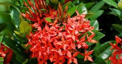 Hoa mẫu đơn hợp mệnh gì? Một số lưu ý khi trồng hoa mẫu đơn để mang lại tài lộc và thịnh vượng