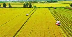 Kể từ nay, sẽ có quy định diện tích tối thiểu khi tách thửa đất nông nghiệp