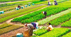 Từ giờ, chuyển đổi quyền sử dụng đất nông nghiệp có phải nộp thuế TNCN và lệ phí trước bạ không?