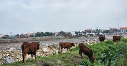 Hà Nam: "Cò mồi" bán "chui" đất dự án Khu nhà ở Đông thị trấn Kiện Khê