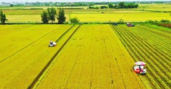 Nghị quyết 216/2025/QH15 kéo dài thời hạn miễn thuế sử dụng đất nông nghiệp