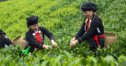 Thái Nguyên: Từ thủ phủ công nghiệp đến điểm sáng du lịch xanh trên bản đồ quốc tế
