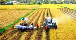 Loạt quy định mới về đất trồng lúa, người dân cần đặc biệt lưu ý