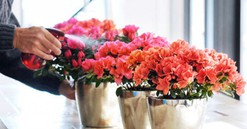 Hoa đỗ quyên hợp mệnh gì? Ý nghĩa của hoa đỗ quyên trong phong thuỷ