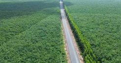 Con đường xuyên rừng cao su tại thành phố giàu nhất Việt Nam: Gặp khó khăn, phải lùi kế hoạch thông xe nửa năm