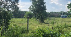 Từ giờ, siết điều kiện tách thửa đất trồng cây lâu năm