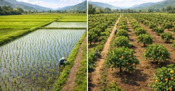 Từ bây giờ, tự ý chuyển đất trồng lúa sang đất trồng cây lâu năm có thể bị phạt đến 30 triệu đồng