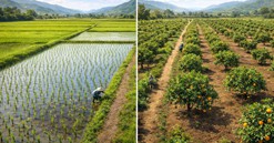 Từ nay, tự ý chuyển đất trồng lúa sang đất trồng cây lâu năm có thể bị phạt đến 30 triệu đồng