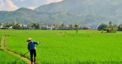 Từ giờ, chuyển đất lúa sang mục đích khác phải đáp ứng loạt điều kiện chặt chẽ