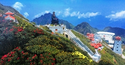 Ngỡ ngàng sắc hồng Anh đào kép phủ kín Fansipan tháng 4