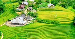 Fansipan mùa lúa chín đẹp ngỡ ngàng