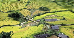 Ngơ ngẩn trước vẻ đẹp Fansipan khi vào mùa lúa