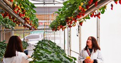Vườn dâu tây của ông chủ người Quảng Ninh giữa Đà Lạt