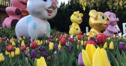 Lên Bà Nà Tết Kỷ Hợi, ngắm đàn heo dễ thương chưa từng thấy