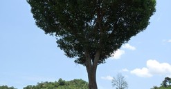 Nhà thơ Ngọc Anh và cây Kơnia