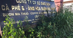 Đấu giá Sàn Giao dịch cà phê Buôn Ma Thuột