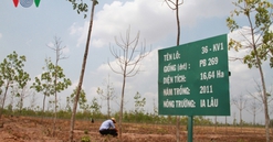 Gia Lai: Xin chuyển đổi mục đích sử dụng 12.000 ha đất cây cao su chết yểu