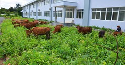 Bệnh viện nghìn tỷ vùng Tây Nguyên: Xây gần chục năm chỉ để nuôi bò?