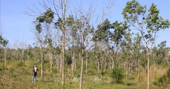 Gia Lai: Dự án chuyển đổi rừng trồng cao su "phá sản", doanh nghiệp 'xé rào' trồng mít, xoài
