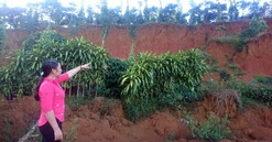 Lâm Đồng: Người dân kêu cứu vì dự án khu dân cư Bảo Lộc Capital gây sạt lở đất, cây trồng