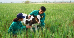 Cơ hội đầu tư mới tại thị trường bất động sản nông nghiệp