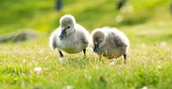 Nghỉ lễ 2/9, trẻ em thành Vinh nô nức đổ về Eco Central Park ngắm thiên nga mới sinh