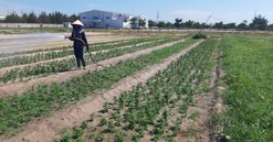 Quảng Nam chuyển giao cho UBND TX. Điện Bàn quản lý 4 khu dân cư thu nhập thấp