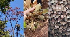 Bảo vệ “lộc rừng” ở Quảng Nam