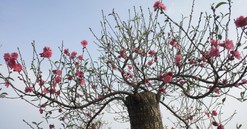 Làng hoa đào, quất cảnh Hà Nội chuẩn bị vào xuân