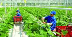 Thanh Hóa đẩy mạnh du lịch nông nghiệp, nông thôn