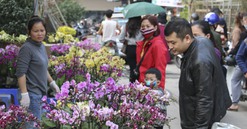 Nhộn nhịp chợ hoa Vạn Phúc những ngày giáp Tết