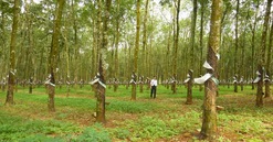 Đồng Nai thu hồi gần 100.000m2 đất gần sân bay Long Thành
