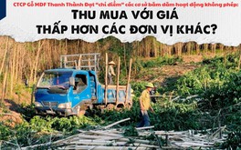 Hà Tĩnh: Nếu ngừng hoạt động các cơ sở băm dăm không phép sẽ ảnh hưởng đến tiêu thụ gỗ keo