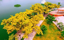 Quảng Nam: Lễ hội Tam Kỳ - Mùa hoa sưa năm 2024 sẽ khai mạc vào đầu tháng 4
