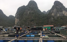 Quảng Ninh: TP. Cẩm Phả quy hoạch hơn 1.400ha thu hút đầu tư nuôi trồng thuỷ sản