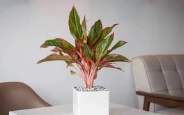 Cây Phú Quý hợp mệnh gì? Ai nên trồng để rước lộc vào nhà?