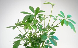 Cây ngũ gia bì hợp mệnh gì? Nên trồng ở đâu trong nhà là tốt theo phong thủy?