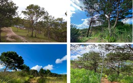 Đề xuất lấy gần 65ha rừng phòng hộ để xây dựng dự án quy mô 6.500 người ở 'thành phố ngàn hoa' 