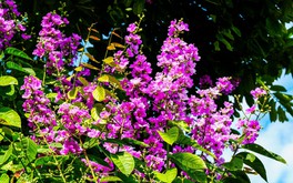 Gom một mùa hè trong sắc tím bằng lăng