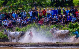 Photo Travel: Đua bò chùa Rô, khi ruộng đồng hóa đường đua sôi động