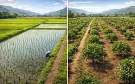 Từ bây giờ, tự ý chuyển đất trồng lúa sang đất trồng cây lâu năm có thể bị phạt đến 30 triệu đồng