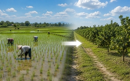 Từ nay, tự ý chuyển đất trồng lúa sang đất trồng cây lâu năm có thể bị phạt 30 triệu đồng