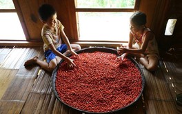 Đổi đời từ cây dổi
