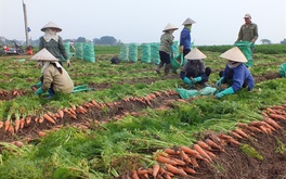 Hàng ngàn ha cà rốt vẫn 'phơi đồng', vắng tanh thương lái thu mua